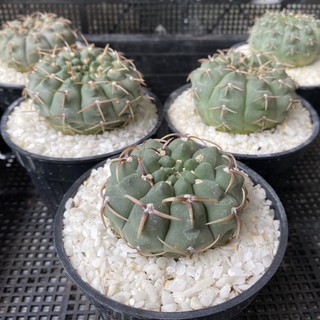 ยิมโน ออกโซ Gymnocalycium Ochoterenae แคคตัส กระบองเพชร cactus&amp;succulent