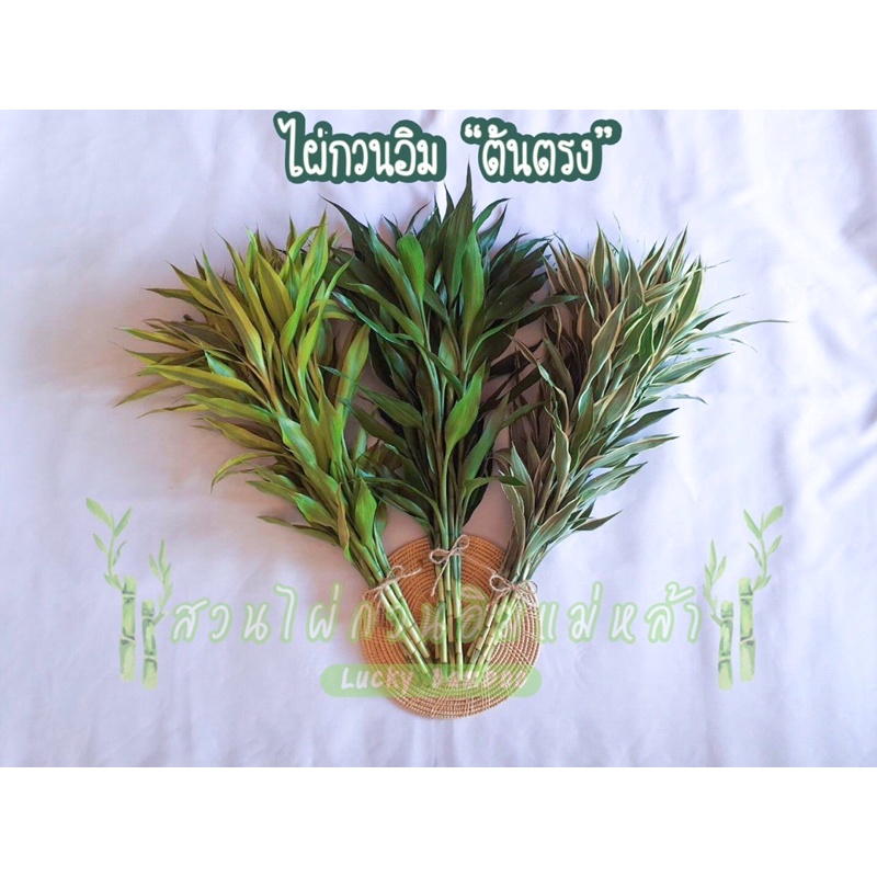 ไผ่กวนอิมต้นตรง มัดละ 10 ต้น ต้นอวบ คัดเกรดA ความสูง 60-65 ซม.