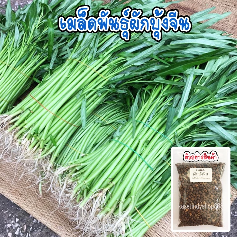 เมล็ดพันธุ์ ผักบุ้งจีน ผักสวนครัว 20 กรัม [10 แถม 1 คละได้]