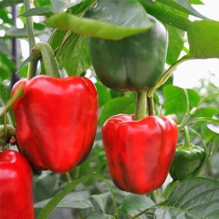 เมล็ดพริกหวานสีเหลืองและสีเขียว  - Golden California Pepper 50 , 100 เมล็ด