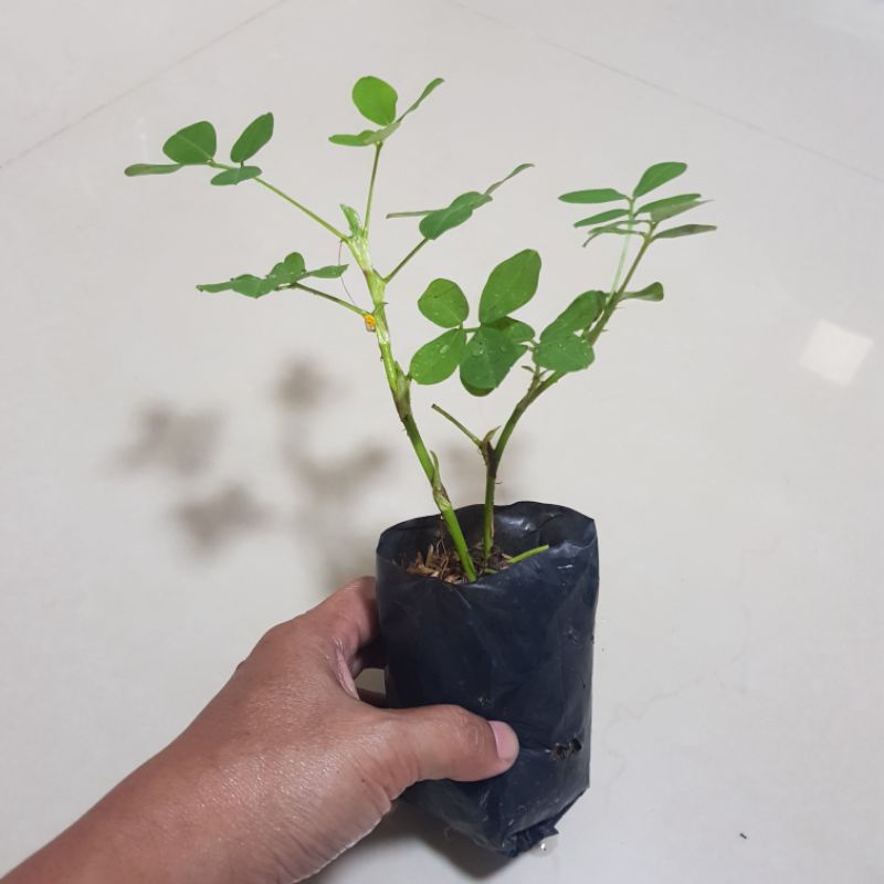 ต้นถั่วบราซิล รากเยอะ โตเร็ว พืชคลุมดิน จัดสวน ป้องกันวัชพืชกันหน้าดินพัง  ถุง 2" 1 ถุงมี 2ต้น พร้อมปลูก tararomafarm
