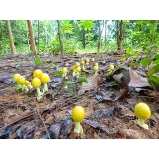 ต้นยางนา ต้นยางนาใส่เชื้อเห็ด สูง 30เซน ใส่เชื้อเห็ดระโงก เห็ดตับเต่า เห็ดโคน เห็ดเผาะ หากเสียหายเครมฟรี