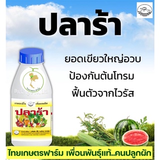 ปลาร้าฮอร์โมนสุดยอด โปรตีนสำหรับพืช ‼️กันต้นโทรม แขนงดี ต้นเขียว อวบ แข็งแรง ทนโรค