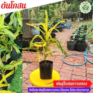 ต้นไม้ราคาถูก ใบยาวเรียว โกสนพันธุ์ กวางทอง ต้นไม้มงคล โกศล (Croton)