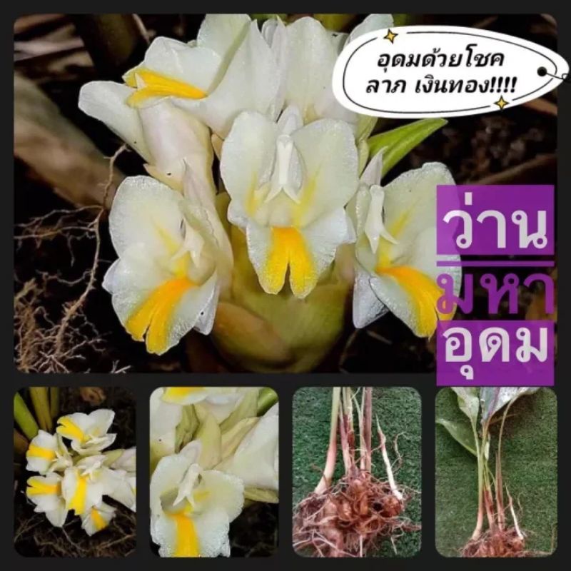 ว่านดอกทองว่ามหาเสน่ห์ 1หัวพันธุ์ไปให้ด้วยโชคลาภ เงินทอง