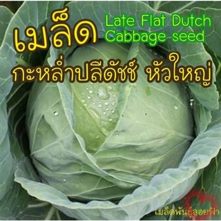 เมล็ดพันธุ์ กะหล่ำปลีดัชช์ หัวใหญ่ 30+ เมล็ด Late Flat Dutch Cabbage seedเมล็ดแท้นำเข้าจากต่างประเทศ