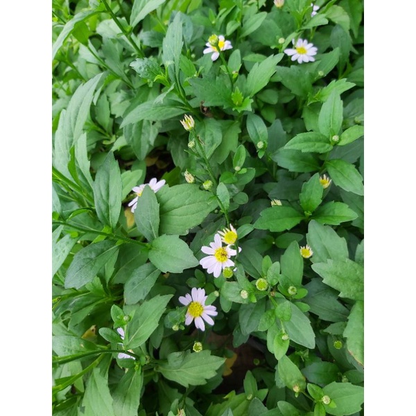 มากาเร็ต /เดซี่ ส่งพร้อมกระถาง(พุ่มใหญ่)ในกระถาง5.5นิ้วครับ - รูปที่ 2