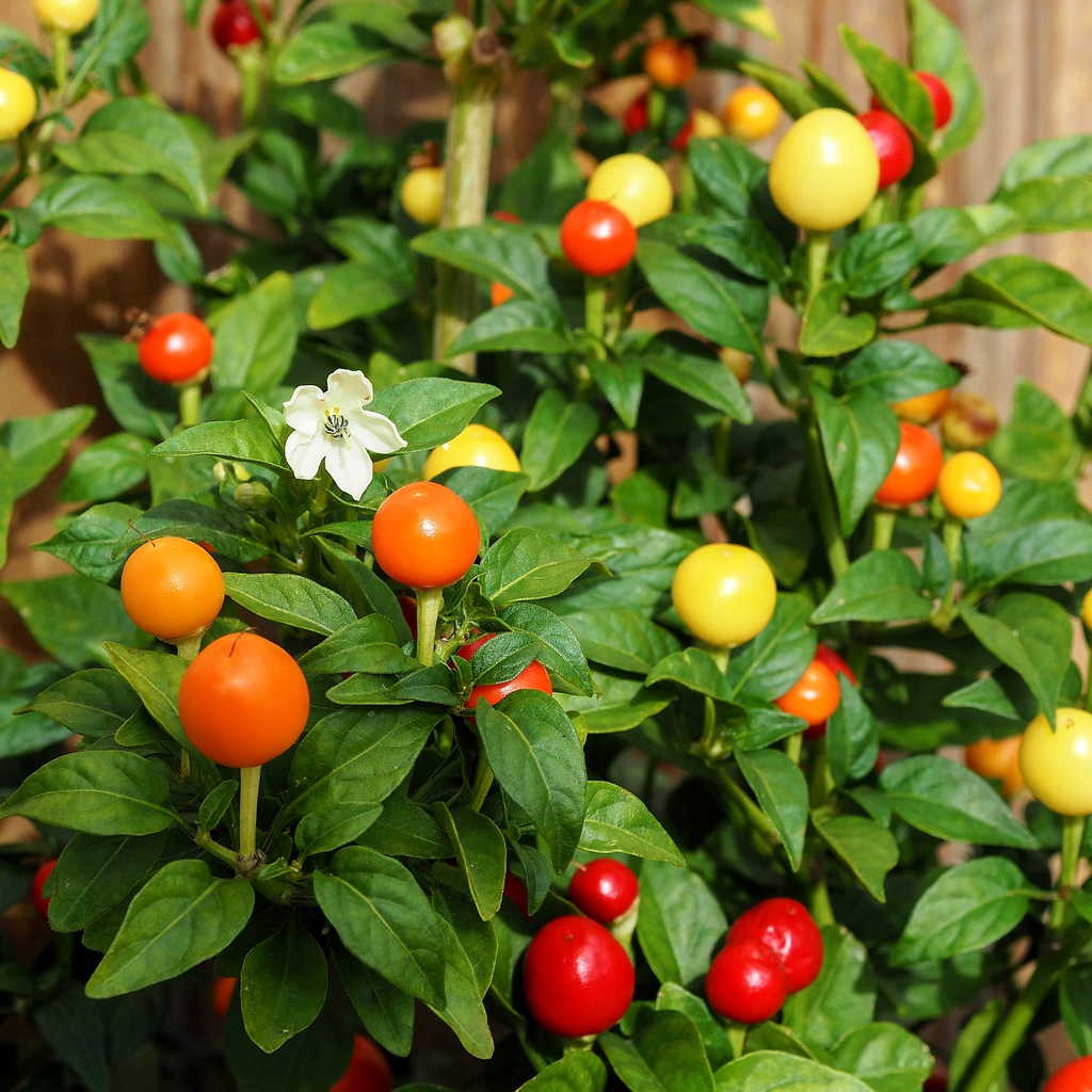 พริกตุ้ม สีรุ้ง ถูกที่สุด 10 บ. เมล็ดพันธุ์พริกตุ้มสีรุ้ง 5 เมล็ด สีสวย พุ่มใหญ่ พริกประดับ