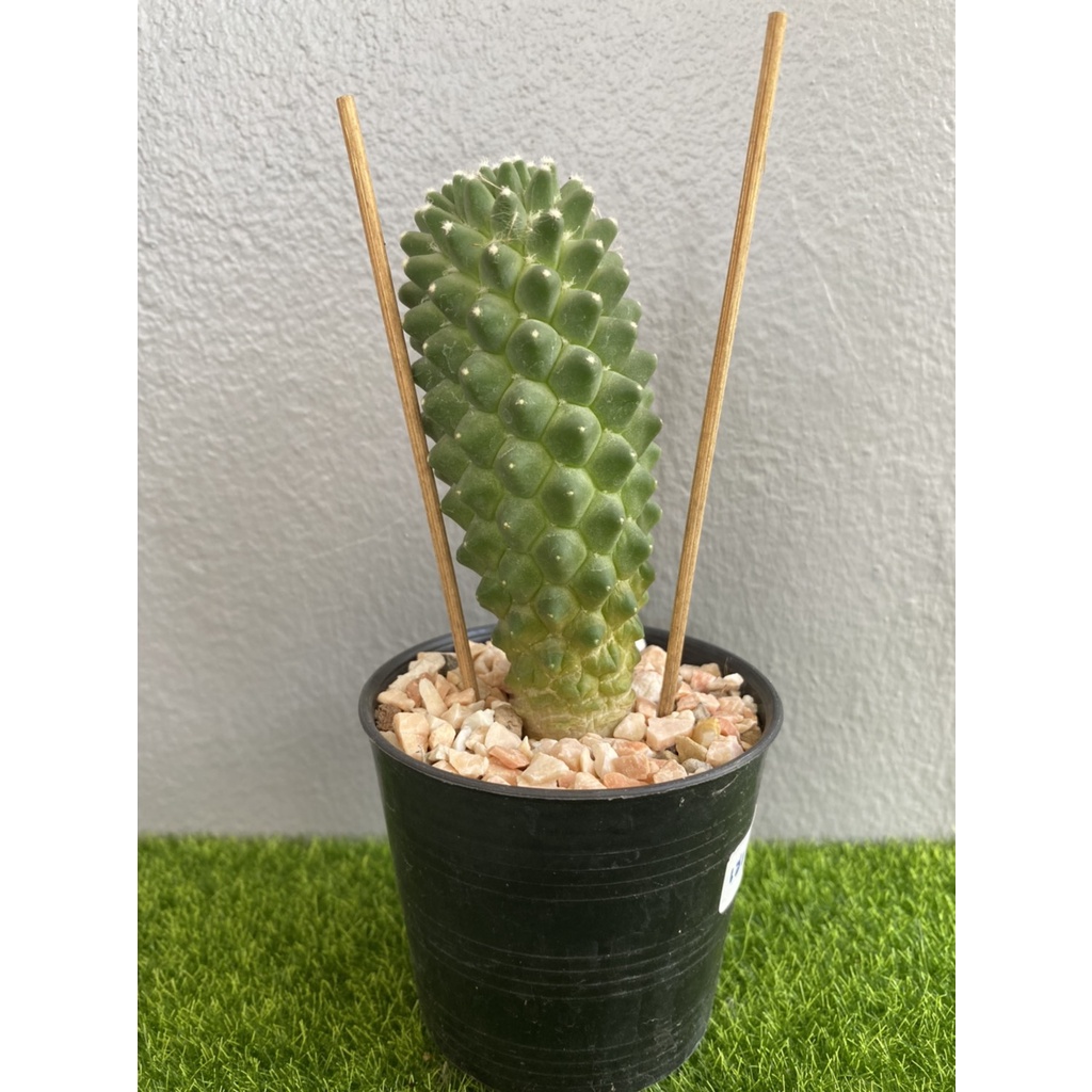 กระบองเพชร แมมเฮเลน หรือ Mammillaria Vagaspina Helen | Shopee Thailand