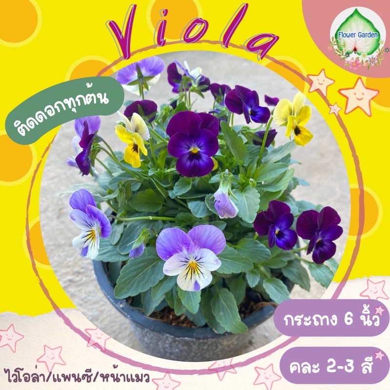 F52 ไวโอล่า/วิโอล่า(แพนซี ดอกเล็ก) ดอกสีสวย ไม้ดอก ไม้ประดับ #ดอกแววมยุรา #ดอกแพนซี #ดอกหน้าแมว