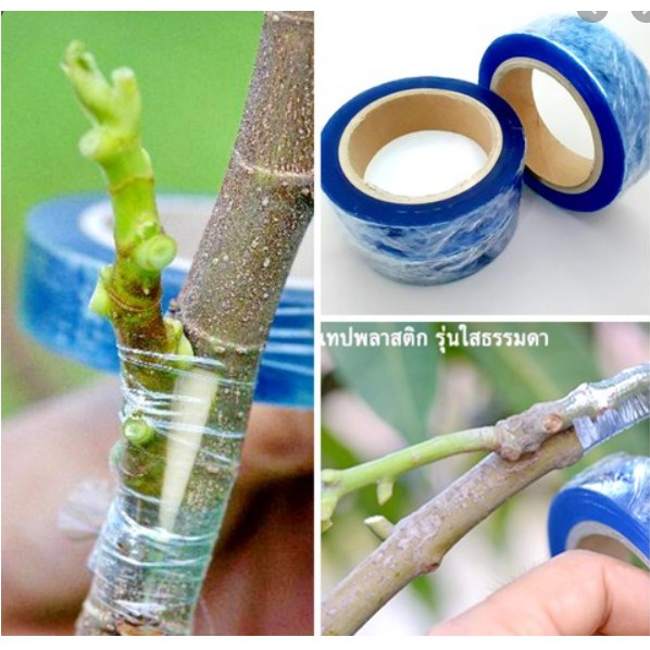 🌿เทปพันกิ่ง🌿 เทปติดตา เสียบยอด ทาบกิ่ง ลัคกี้เทปเพื่อการเกษตร เทปพันกิ่งเอกสุวรรณ