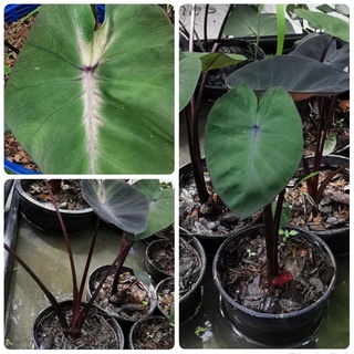 Colocasia tropical stormทรอปิคอลสตรอมกระถาง4"พร้อมส่ง