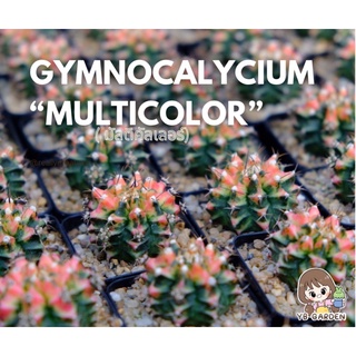 Gymnocalycium multicolor มัลติคัลเลอร์ โคลนใต้หวัน ไม้ชำหน่อ ยิมโนด่าง  กระบองเพชร cactus ส่งทั้งกระถาง แข็งแรงสมบูรณ์