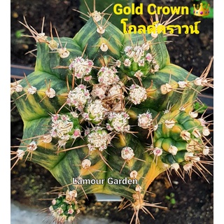 หน่อเด็ดสด แคคตัสยิมโน (Gymno) "Gold Crown" (โกลด์คราวน์) ⚜  สวยๆ