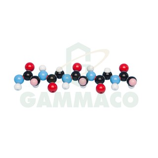 แบบจำลองโมเลกุล Polypeptide 5 peptide units [30MKS1205]