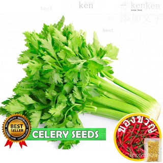 VALUE PACK!CELERY SEEDS - 50pcs seeds/HYBRID/HIGH YIELDING/EASY TO GROWสร้อยข้อมือ/พาสต้า/หมวก/ผักกาดหอม/กระโปรง/คื่นฉ่า