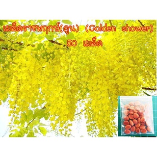 เมล็ด ขายดี/เมล็ดราชพฤกษ์(คูน) (Golden shower)  50 เมล็ด มีบริการเก็บเงินปลายทาง/อินทรีย์ คละ ส/เมล็ด เมล็ดพันธุ์ ต้น