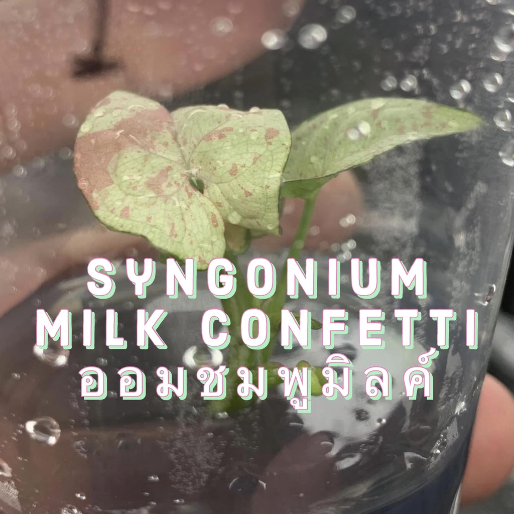 🔥ไม้เนื้อเยื่อ : มิลล์คอนฟิตี้ Syngonium Milk confetti ออมชมพู