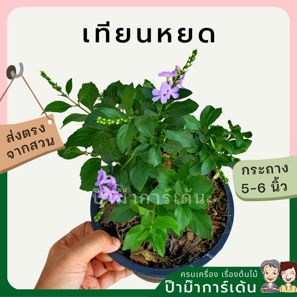 มุมมอง 2