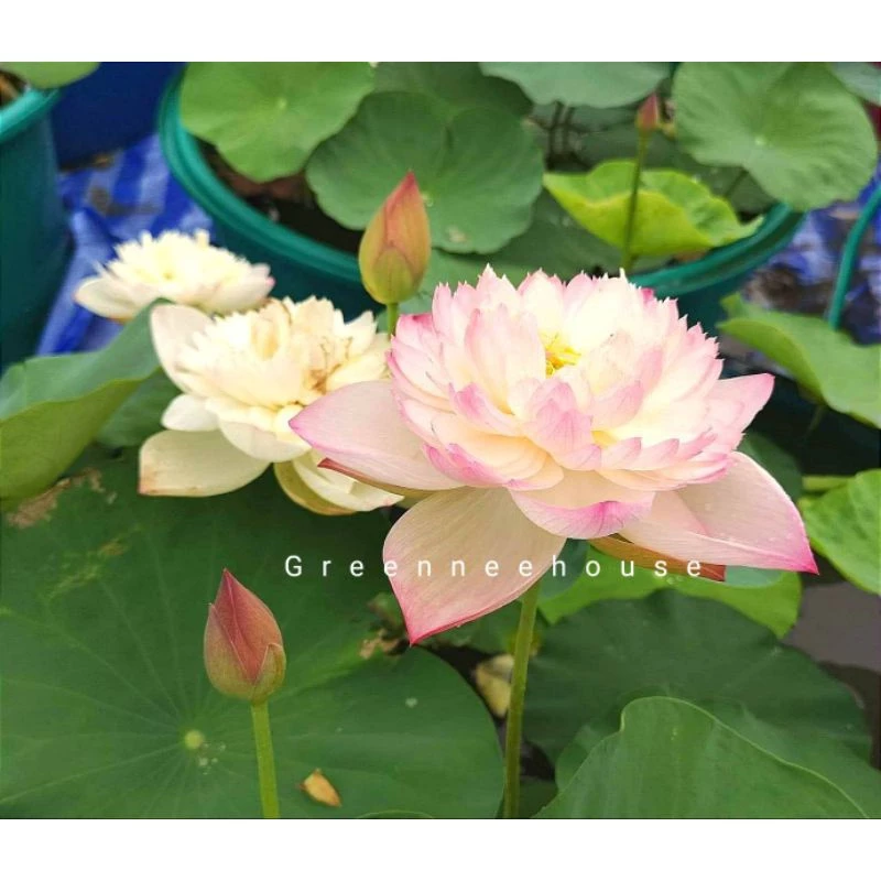 บัวหลวงจีนชื่อซุปเปอร์โลตัส(Super Lotus)สีหวานขาวอมชมพูดอกดกมาก