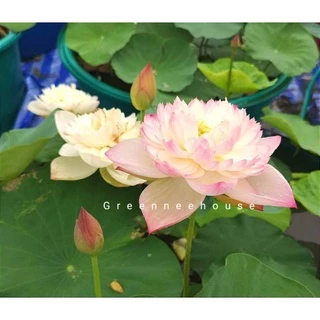 บัวหลวงจีนชื่อซุปเปอร์โลตัส(Super Lotus)สีหวานขาวอมชมพูดอกดกมาก