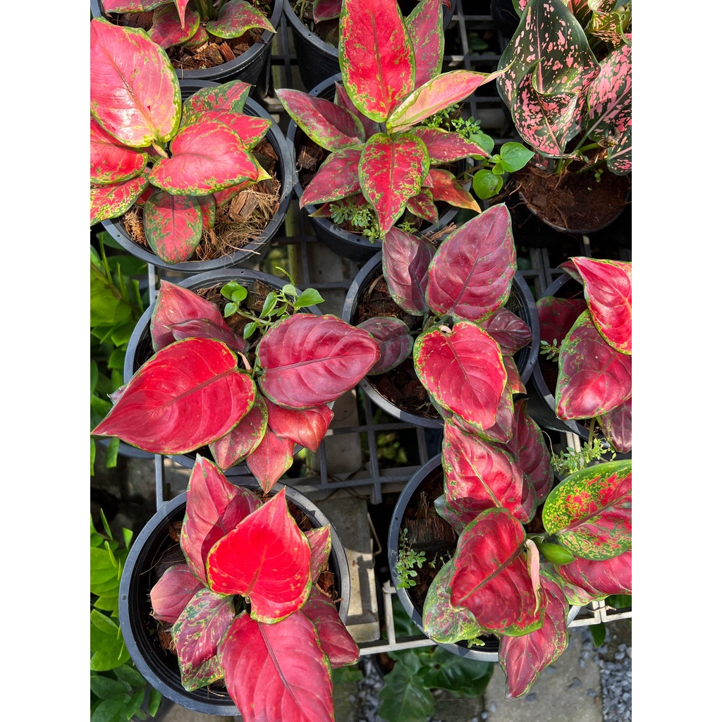 มุมมอง 3