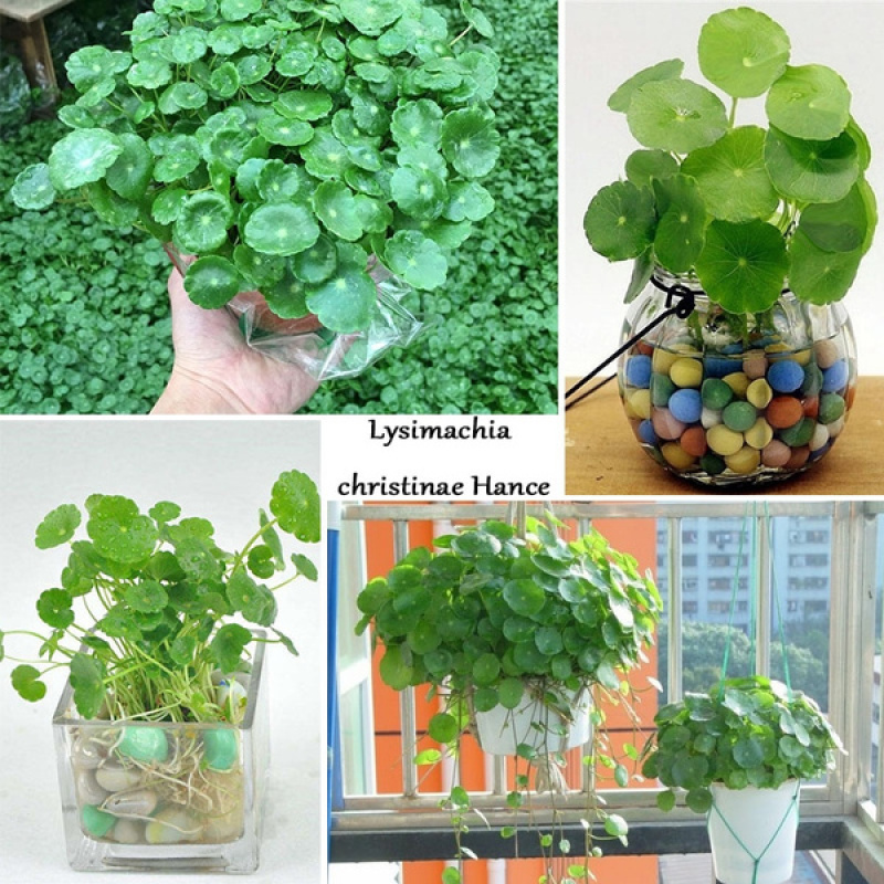 50 Pcs Fish Tank WaterLily Copper Grass Pilea Seeds Water Grass Decor Home Plant Landscape Ornament Seed ดอกไม้ปลูก