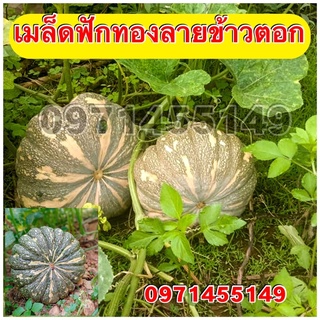 เมล็ดพันธุ์ ฟักทองลายข้าวตอก