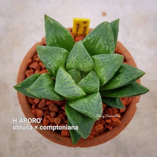 H.’APORO’ obtusa x comptoniana A079