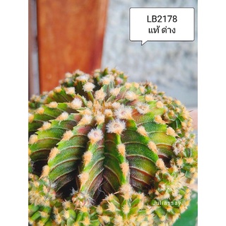 LB2178 spotted สีตองอ่อน ยิมโนด่าง แท้ ด่าง สวยๆ หน่อเด็ดสด cactus