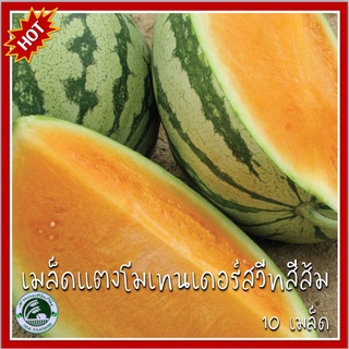 10 เมล็ด แตงโมเทนเดอร์สวีทสีส้ม Tender Sweet Orange Watermelon เมล็ดแตงโมเทนเดอร์ สวีทสีส้ม เมล็ดแตงโม แตงโม แตงโมส้ม