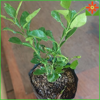 ต้นมะกรูด เพาะเมล็ด มีรากแก้วอายุยืน ทนทาน มะกรูด มะกูด ในถุ…