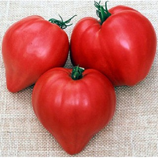 มะเขือเทศหัวใจ (เมล็ด) Pink Oxheart Tomato Seed