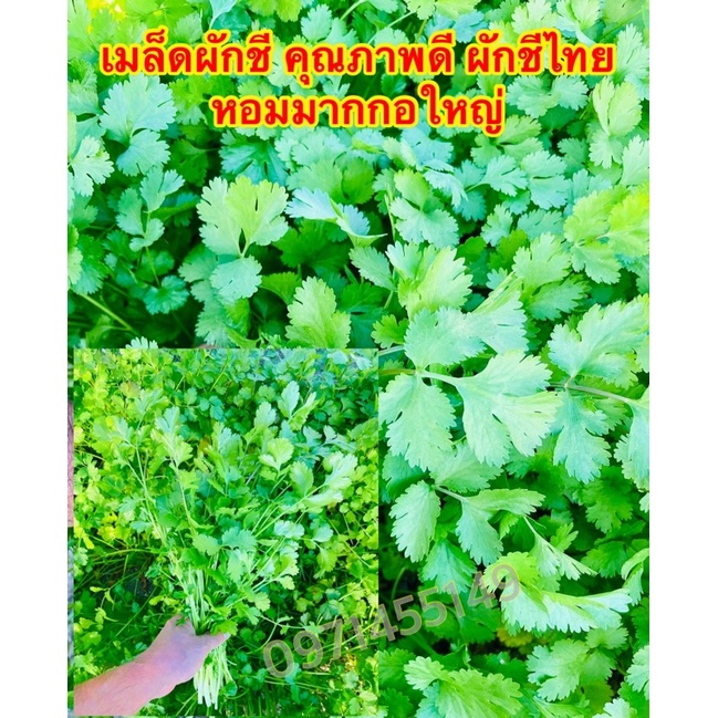 เมล็ดพันธุ์ผักชีไทย หอมป้อม ขนาด 40-50กรัม