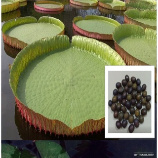 5 เมล็ด บัวกระด้ง (Victoria waterlily) Unseen Thailand บัวกระด้งยักษ์ผู้ใหญ่ยืนได้