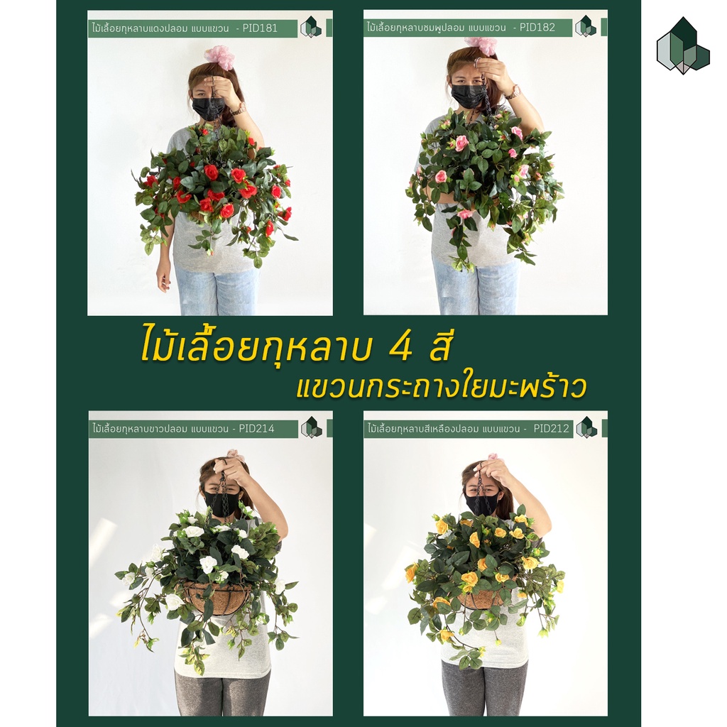 ไม้เลื้อยกุหลาบปลอม แบบแขวนกระถางใยมะพร้าว [ออกใบกำกับภาษีได้ ]