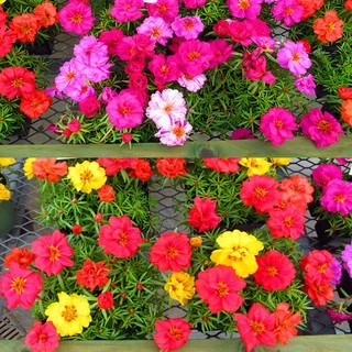 500 เมล็ด เมล็ดพันธุ์ แพรเซี่ยงไฮ้ คละสี คุณนายตื่นสาย (Rosemoss)