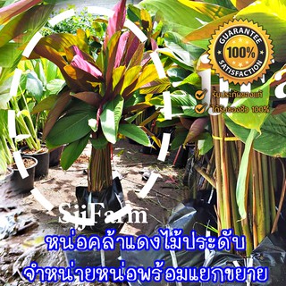 ต้นพันธุ์คล้าหลังแดง (Bent alligator-flag) ราคาต่อ 1 กอ ต้นคล้าหลังแดง สูง 60-80 cm. (จำกัด1กอ/1กล่องนะคะ)