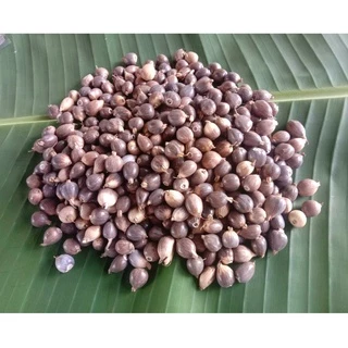 เมล็ดพันธุ์ลูกเดือย (พันธุ์ข้าวเหนียว) ซองละ 50เมล็ด ราคา 20บาท