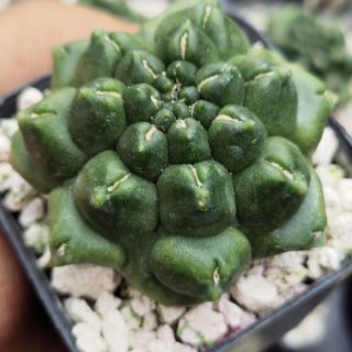 ยิมโน มอนโทรส กิกโก๊ะ gymno calycium