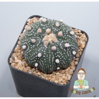 Astrophytum โออิโบะ SP 233