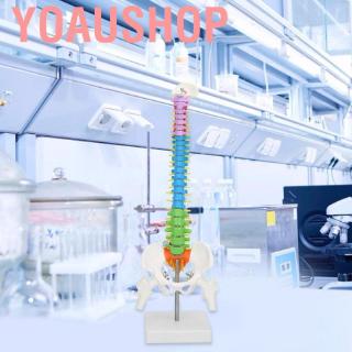 Yoaushop Human spine model Colored life-size flexible scientific anatomical human skeletal Anatomy pel MUSE