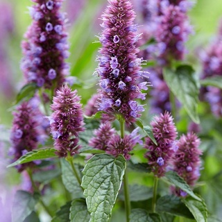 เมล็ดพันธุ์ ลาเวนเดอร์ Agastache Mexicana giant hyssop lavender 200 เมล็ด เมล็ดพันธุ์นำเข้าจาก อังกฤษ