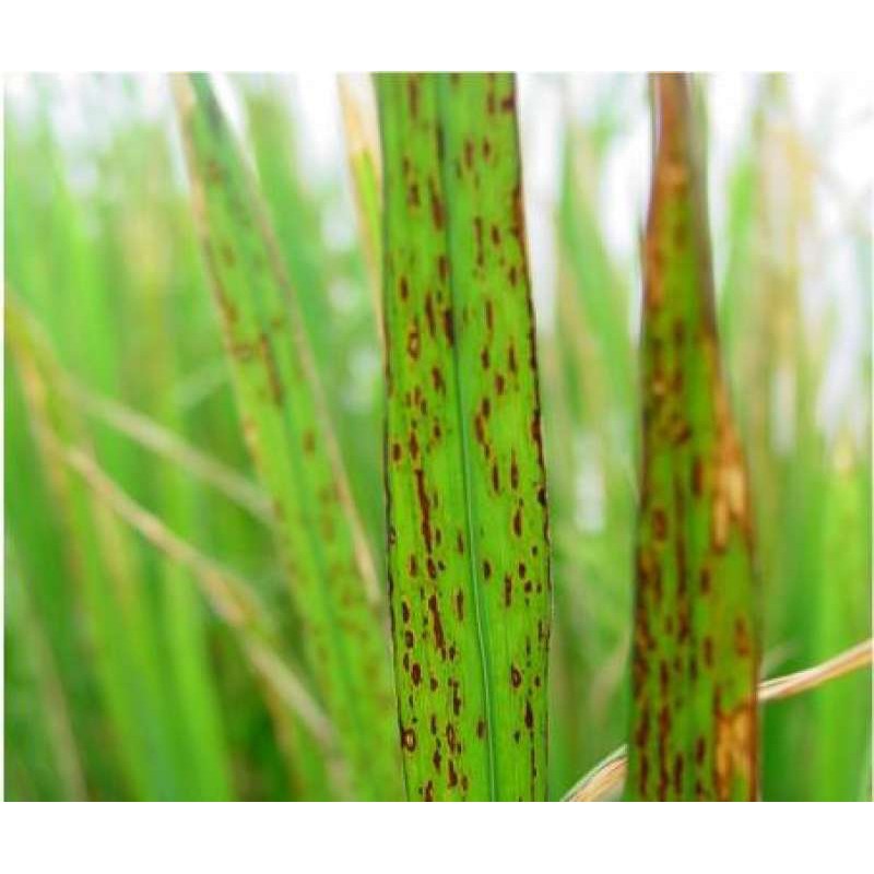 💢ขายยกลัง💢 ฟาซีนเอฟ คาร์เบนดาซิม ( 1 ลิตร ) สารป้องกันกำจัดเชื้อรา ชนิดดูดซึม ใบไหม้ ใบขีดสีน้ำตาล ใบจุด กาบใบแห้ง - รูปที่ 2