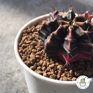 อะคาดามะ ดินญี่ปุ่น AKADAMA SOIL ใช้โรยหน้า กระบองเพชร ไม้อวบน้ำ บอนไซ 1-3mm 3-6mm 500g เกรดพรีเมี่ยม 3แถบ