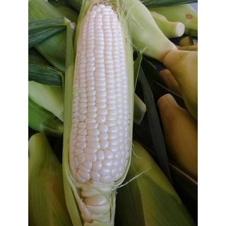 เมล็ดพันธุ์ ข้าวโพด หวาน ฮอกไกโด (Sweet Corn Hokkaido) บรรจุ 3 และ 10 เมล็ด ทานดิบ หวาน 20 บริกซ์