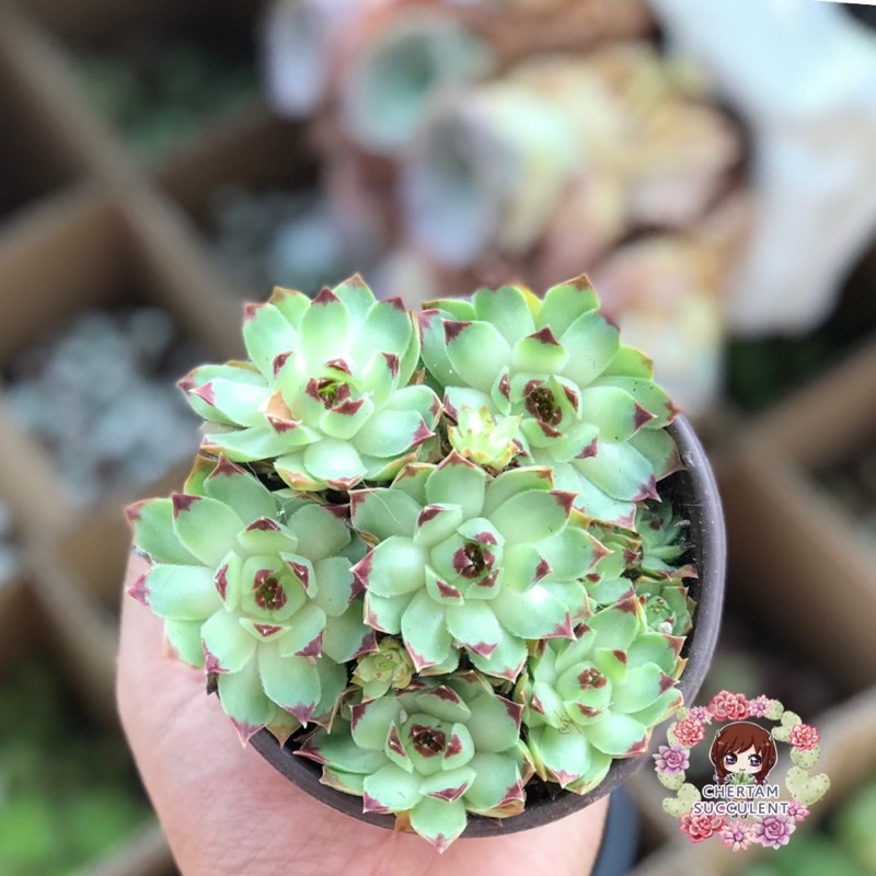 กุหลาบหิน ไม้อวบน้ำSempervivum กระถาง4นิ้ว