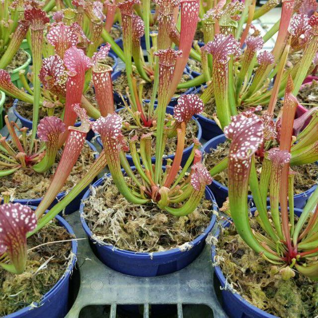 ซาราซีเนีย Sarracenia นำเข้า mix (พืชกินเเมลง) คละสายพันธุ์