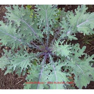 เมล็ดพันธุ์ เคลรัสเซียสีแดง 400 เมล็ด - Red Russian Kale เมล็ดนำเข้าแท้ 100%  ปลูกง่าย คุณค่าทางอาหารสูง