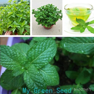 ถูก ใหม่ สายพันธุ์สะระแหน่ที่กินได้（Edible mint seeds）เมล็ดพันธุ์คุณภาพสูง 200 เมล็ด สดชื่น เมล็ดพันธุ์ เมล็ดพันธุ์พื 9F